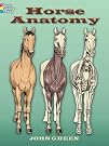 Horse Anatomy