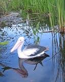 Floating Pelican