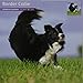 Magnet & Steel Border Collie 2015 Wall Calendar