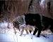 Denver Bryan Black And Gray Wolf Pair Art Poster Print - 20 X 16