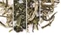 "Shanghai" Green Teas Sampler