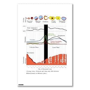 menstrual cycle charts
