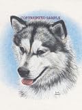 Alaskan Malamute - Portrait by Cindy Farmer