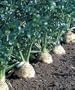 Root Celery 100 Seeds -Celeriac-Rarely Grown - Heirloom