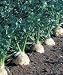 Root Celery 100 Seeds -Celeriac-Rarely Grown - Heirloom