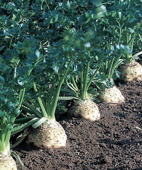 Root Celery 100 Seeds -Celeriac-Rarely Grown - Heirloom Root Celery 100 Seeds -Celeriac-Rarely Grown - Heirloom