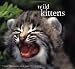 Wild Kittens