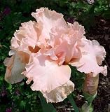 Beverly Sills German Bearded Iris - Potted -Blush Pink