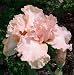 Beverly Sills German Bearded Iris - Potted -Blush Pink