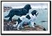 Framed Art Poster 20x30, Two Newfoundlands