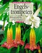 Engelstrompeten. Brugmansia und Datura