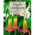 Engelstrompeten. Brugmansia und Datura