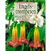 Engelstrompeten. Brugmansia und Datura