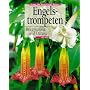 Engelstrompeten. Brugmansia und Datura