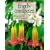 Engelstrompeten. Brugmansia und Datura