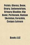 Pelvis: Uterus, Bone, Ovary, Endometrium, Urinary Bladder, Hip Bone, Perineum, Human Skeleton, Foreskin, Corpus Luteum-