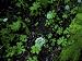 White Flowers in Muir Woods National Monument, California Photographic Poster Print by Raymond Gehman, 24x32