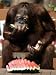 Six-Year-Old Male Orangutan Allan Eats a Piece of Watermelon at the Everland Amusement Park Associated Press Collection Photographic Poster Print, 18x24