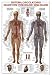 Circulatory System by Unknown. ART PRINT Canvas Rolled. 27.00 inches width by 39.00 inches height. Highest Quality Art Poster Print