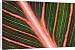 Canvas Prints of Indian shot (Canna Durban) leaf from Science Photo Library