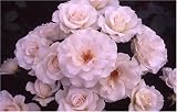 Review World of Roses  / Margaret Merrill