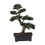 2 ft Artificial Podocarpus Bonsai Tree