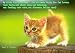 My Kitty Cat Care Book- The Ultimate Guide For Cat Lovers(cat facts,all about cats,cat behavior,cat feeding,cats care,cat diseases,feline care)