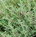 David's Herb Thyme Orange 50 Seeds per Packet
