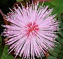 Mimose, echte - Mimosa pudica - Samen