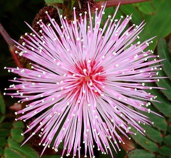 Mimose, echte - Mimosa pudica - Samen