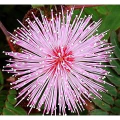 Mimose, echte - Mimosa pudica - Samen