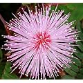 Mimose, echte - Mimosa pudica - Samen