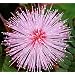 Mimose, echte - Mimosa pudica - Samen