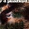L'integrale Pink Floyd
