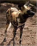 The Painted Hunting Dog - art print by Jennifer Moseley - 8inch x 10inch