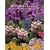 Best Perennials for the Rocky Mountains and High Plains