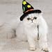 Witch Hat for Cat