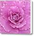 Ornamental Cabbage with Raindrops - Square Canvas Print / Canvas Art - Artist Carol Groenen