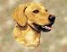 Golden Retriever Woven Lap Square (Throw Blanket)