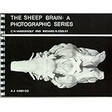 The Sheep Brain: A Photographic Series