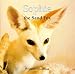 Sophie, the Sand Fox (The Arabian nature series)