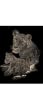 Copper Engraving Lioness