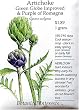 Artichoke Seeds Green Globe Improved & Purple Heirloom 12 Seeds