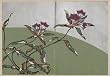 Korin Furuya, Patterns of Plants and Flowers from Nature