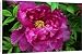 Canvas Prints of Paeonia Cardinal Vaughan from Ros Drinkwater