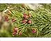 Photographic Prints of Norway spruce in flower from Ardea Wildlife Pets