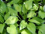 Hosta 'Gold Standard'
