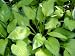 Hosta 'Gold Standard'