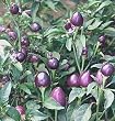 Pretty Purple Very Hot Pepper 15 Seeds