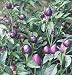 Pretty Purple Very Hot Pepper - 15 Seeds